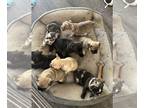 French Bulldog PUPPY FOR SALE ADN-780342 - Akc French bulldog puppies