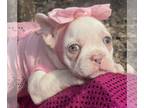 French Bulldog PUPPY FOR SALE ADN-780348 - Lilac platinum WYNTER