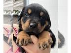 Rottweiler PUPPY FOR SALE ADN-780351 - Rottweiler puppies