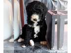 Bernedoodle PUPPY FOR SALE ADN-780354 - Gorgeous Bernedoodle Puppies