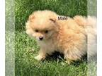 Pomeranian PUPPY FOR SALE ADN-780358 - Gus