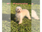 Doodle-Goldendoodle Mix PUPPY FOR SALE ADN-780359 - Ready F2b mini golden