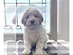 Lagotto Romagnolo PUPPY FOR SALE ADN-780365 - Lagotto Romagnolo Champion Puppies