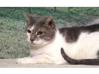 Adopt Polly a Domestic Short Hair