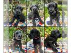 Black Russian Terrier PUPPY FOR SALE ADN-780369 - BRT Puppies