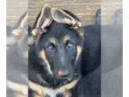 German Shepherd Dog PUPPY FOR SALE ADN-780372 - AKC GERMAN SHEPHERDS BLACK AND