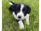 Border Collie PUPPY FOR SALE ADN-780373 - Male 1 Border Collie