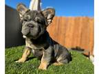 French Bulldog PUPPY FOR SALE ADN-780377 - BIG ROPE VISUAL FLUFFY