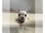 French Bulldog PUPPY FOR SALE ADN-780380 - French bulldogs puppies need homes