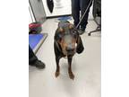 Adopt Birdie a Black and Tan Coonhound, Mixed Breed