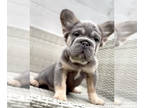French Bulldog PUPPY FOR SALE ADN-780416 - BIG ROPE VISUAL FLUFFY