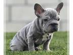 French Bulldog PUPPY FOR SALE ADN-780419 - BLUE BIG ROPE