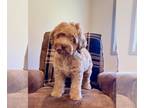 Mini Whoodle (Wheaten Terrier/Miniature Poodle) PUPPY FOR SALE ADN-780420 -