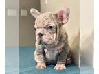 French Bulldog PUPPY FOR SALE ADN-780423 - PINK LILAC MERLE VELVET ROPE