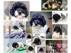 Poodle (Miniature)-Saint Berdoodle Mix PUPPY FOR SALE ADN-780431 - mini