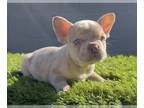 French Bulldog PUPPY FOR SALE ADN-780432 - ISABELLA MERLE