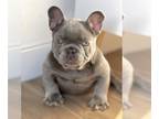 French Bulldog PUPPY FOR SALE ADN-780436 - LILAC TAN ISABELLA FLUFFY CARRIER