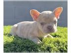 French Bulldog PUPPY FOR SALE ADN-780443 - ISABELLA MERLE