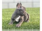 French Bulldog PUPPY FOR SALE ADN-780447 - CHOCOLATE COLOR