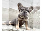 French Bulldog PUPPY FOR SALE ADN-780450 - BIG ROPE VISUAL FLUFFY