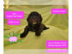 Poodle (Toy) PUPPY FOR SALE ADN-780460 - Adorable Toy Poodle