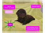 Poodle (Toy) PUPPY FOR SALE ADN-780463 - Adorable Toy Poodle