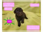 Poodle (Toy) PUPPY FOR SALE ADN-780466 - Adorable Toy Poodle