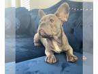 French Bulldog PUPPY FOR SALE ADN-780480 - BLUE TRINDLE EXOTIC