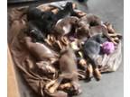 Doberman Pinscher PUPPY FOR SALE ADN-780485 - Doberman puppies