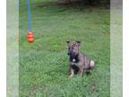 German Shepherd Dog PUPPY FOR SALE ADN-780487 - Fun Bunch