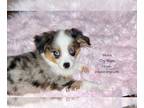 Aussie-Corgi-Miniature Australian Shepherd Mix PUPPY FOR SALE ADN-780492 - TOY