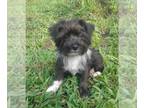 Shorkie Tzu PUPPY FOR SALE ADN-780501 - A sweet girl that will stay under 10lbs