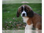 Saint Bernard PUPPY FOR SALE ADN-780502 - Claire Female St Bernard