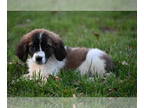 Saint Bernard PUPPY FOR SALE ADN-780503 - Olivia Female St Bernard