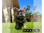 French Bulldog PUPPY FOR SALE ADN-780504 - French bulldog puppy