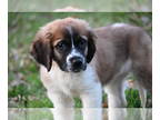 Saint Bernard PUPPY FOR SALE ADN-780505 - Hadley Female St Bernard