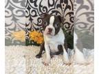 Boston Terrier PUPPY FOR SALE ADN-780507 - Boy boston terrier puppy