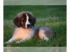 Saint Bernard PUPPY FOR SALE ADN-780512 - Ottis male St Bernard