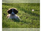 Saint Bernard PUPPY FOR SALE ADN-780514 - Brady male St Bernard