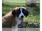 Saint Bernard PUPPY FOR SALE ADN-780527 - Mia Female St Bernard