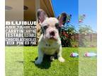 French Bulldog PUPPY FOR SALE ADN-780529 - Blue and tan koi merle