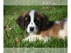 Saint Bernard PUPPY FOR SALE ADN-780534 - Charlie male St Bernard