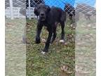 Great Dane PUPPY FOR SALE ADN-780538 - Registered Great Dane Puppies We are Real