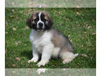 Saint Bernard PUPPY FOR SALE ADN-780545 - Baxter male St Bernard