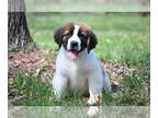 Saint Bernard PUPPY FOR SALE ADN-780548 - Peter male St Bernard