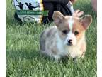 American Corgi PUPPY FOR SALE ADN-780550 - American Corgi Male