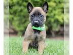 Belgian Malinois PUPPY FOR SALE ADN-780551 - CKC Belgian Malinois