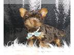 Yorkshire Terrier PUPPY FOR SALE ADN-780552 - AD 1 Cute Yorkies ready to go