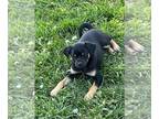 Carlin Pinscher PUPPY FOR SALE ADN-780553 - Carlin Pinschers