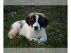 Saint Bernard PUPPY FOR SALE ADN-780554 - Lucy Female St Bernard